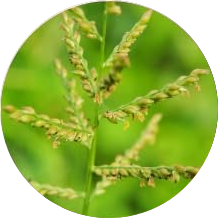 Aceite de Cyperus Rotundus